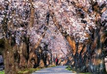 Why India’s Blossom Season Is Better Experienced Slowly